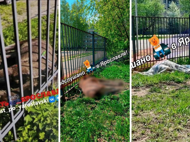 Тело лося у забора гимназии № 2 в Ярославле | Источник: Жесть Ярославль / Max, Подслушано Ярославль / Max