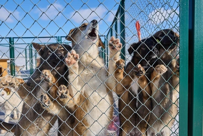 В Татарстане утвержден порядок эвтаназии бездомных животных
