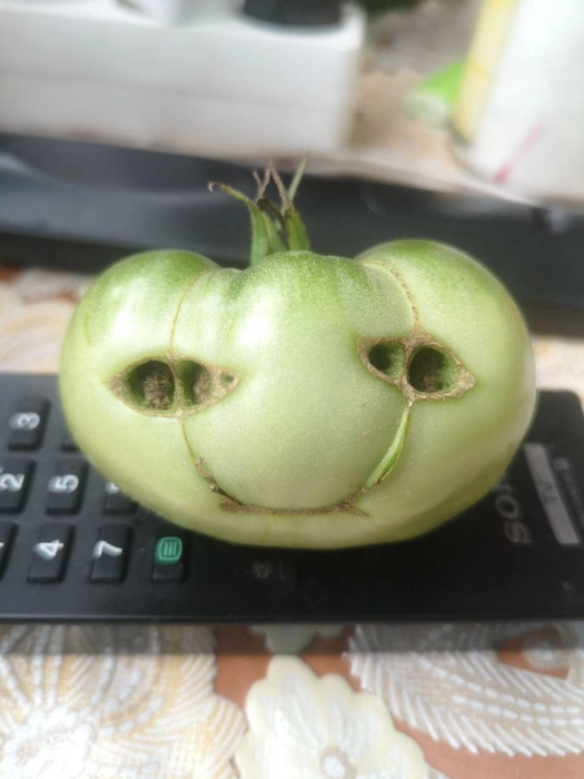 Знакомьтесь, это Синьор Помидор | Источник: читатель 72.RU