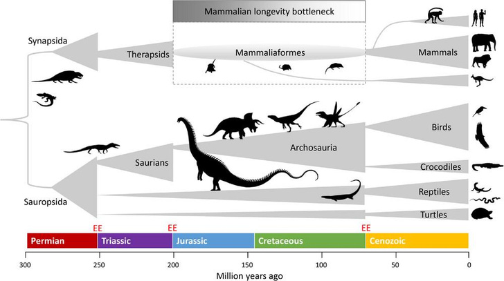 А могли бы жить 200 лет: почему динозавры виноваты, что люди утратили ген долголетия
