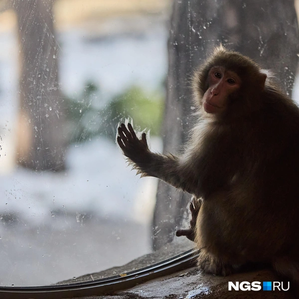 Макаки позируют на фотографиях  | Источник: Александр Ощепков / NGS.RU
