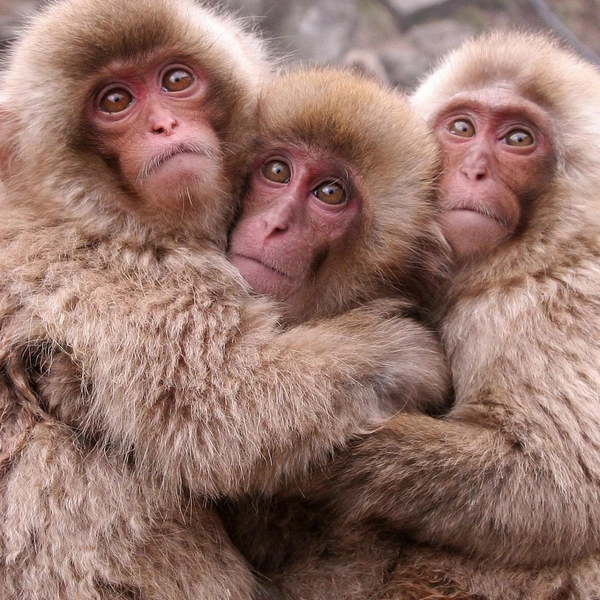 Источник: Соцсети