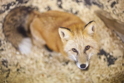 В Новосибирске ввели карантин по бешенству из-за лисы