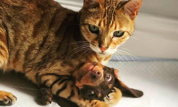 Домашние тигры: 30 фото котиков, дающих неистовый отпор собакам
