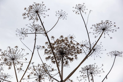 Суд взыскал компенсацию за ожог ребенка борщевиком