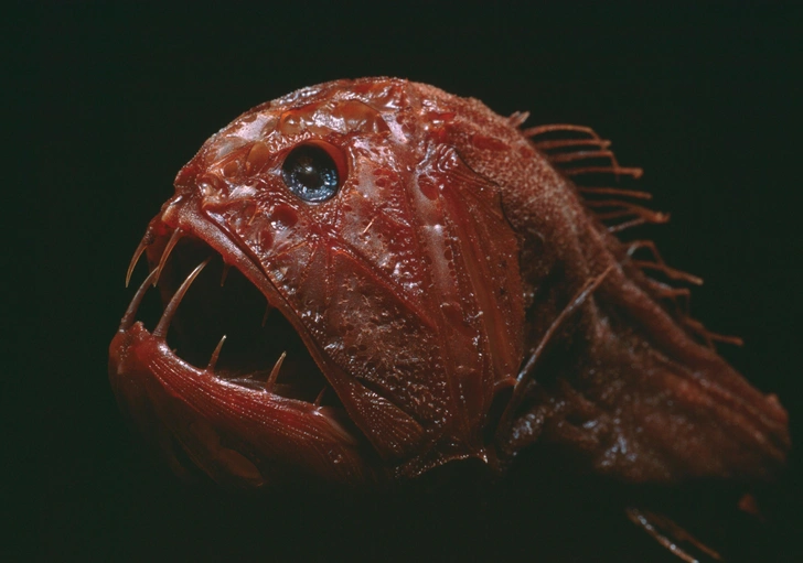 Длиннорогий саблезуб (Anoplogaster cornuta) | Источник: Kelvin Aitken / VWPics via Legion Media
