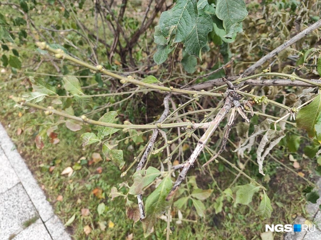 Весна, конечно, не у всех веток | Источник: Александра Бруня / NGS.RU