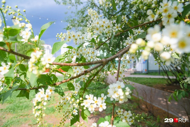 Источник: Иван Митюшёв / 29.RU