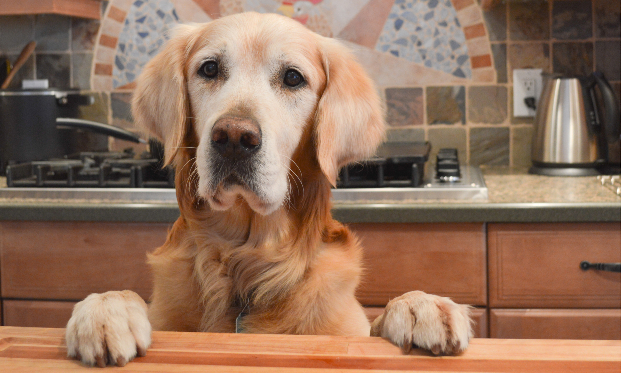 собака света. светящиеся ошейники для собак. собака света. фонарик для собаки. включи собакам свет.