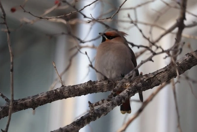 Сильный ветер до 20 м/с ожидается в Забайкалье 30 апреля
