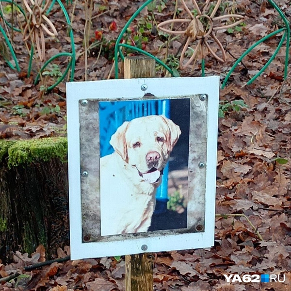 Источник: Анастасия Фокина / YA62.RU