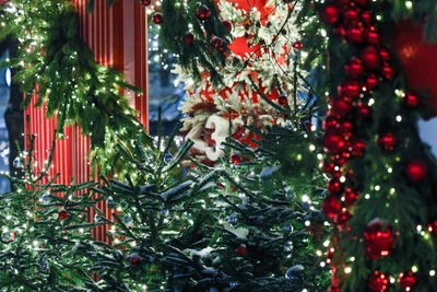 Куда деть новогоднюю ёлку в Петербурге