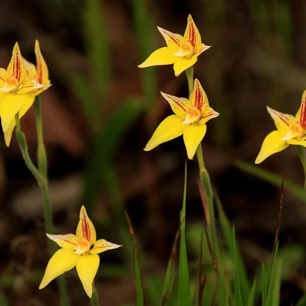 Орхидея Caladenia flava | Источник: Pamela Jennings