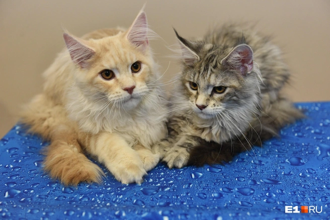 Мейн-куны считаются добрыми и ласковыми кошками | Источник: Дмитрий Емельянов / E1.RU