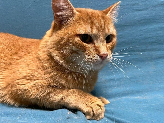 Луг способен уживаться с собаками или кошками, имеющими аналогичный диагноз | Источник: информация от куратора