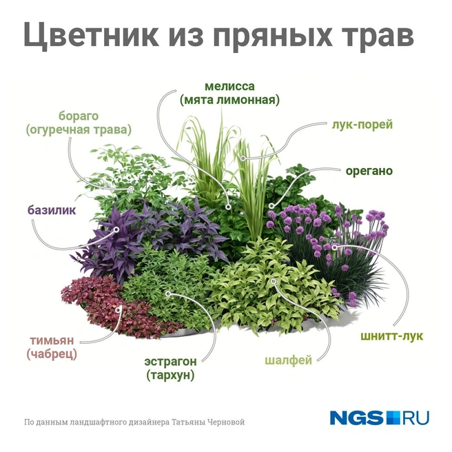 Получится яркий и полезный «цветник» | Источник: Юрий Орлов / NGS.RU