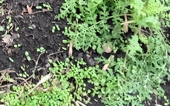 Обычно такое состояние для цветов характерно весной | Источник: читатель MGORSK.RU