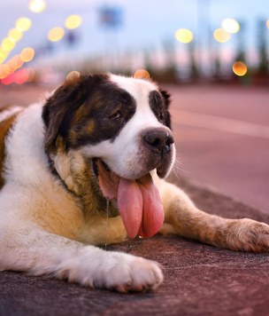 Жара в городе: признаки теплового удара у собак и кошек и другие полезные знания