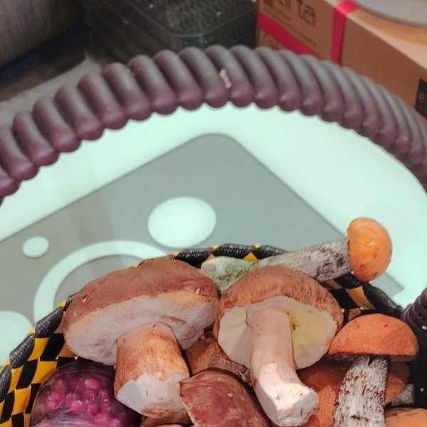 Источник: Кристина Мартынова / Грибы в Подмосковье 2025 / VK.com