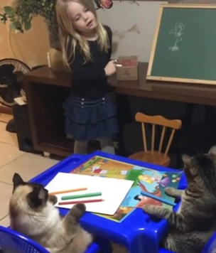 Видео с девочкой, которая учит своих котов рисовать цветок, набрало 1,5 тысячи комментариев