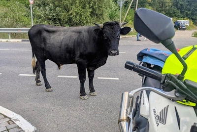 Сочи начинает учет и чипирование безнадзорного скота