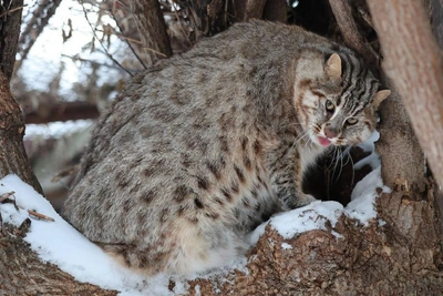 Кот Тихон из Казани набрал вес к зиме
