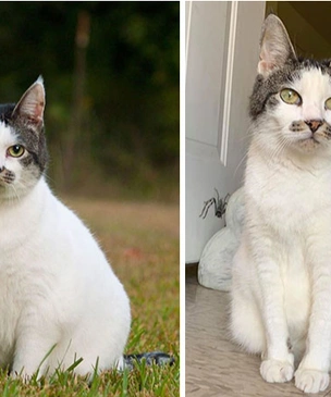 35 фотографий котов до и после похудения