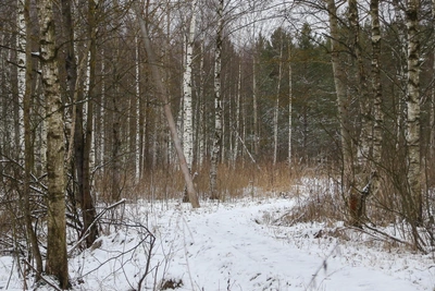 Wild lynx appears in a village near Nizhny Novgorod — video