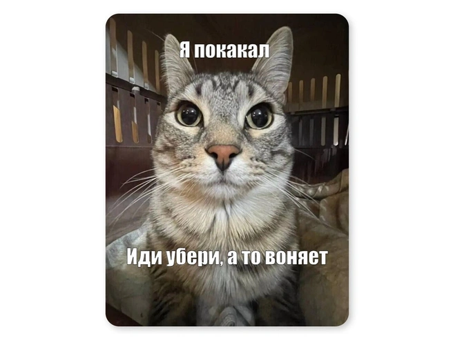 И это обязательно происходит, когда хозяин ест | Источник: Мария Романова / Городские медиа