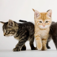 Какой вы были бы кошкой: ответьте на 5 вопросов, чтобы узнать ответ