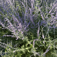 Аватарка Коля