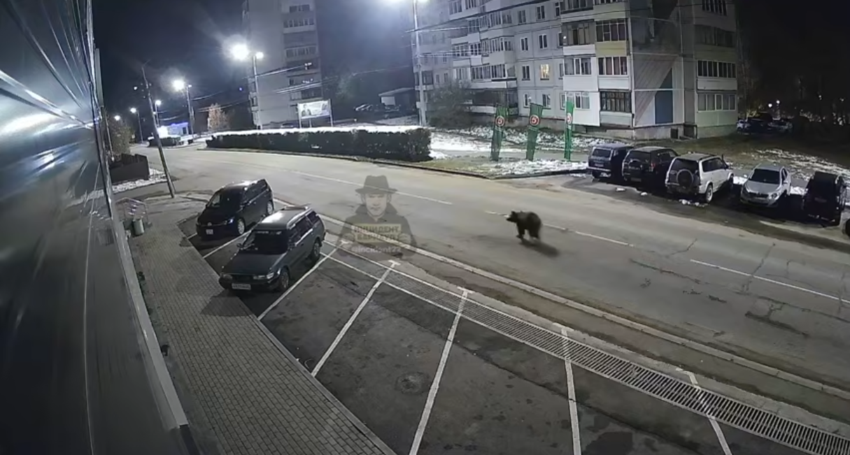 Медведь прогулялся по центру Белокурихи. Видео