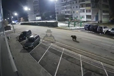 Медведь прогулялся по центру Белокурихи