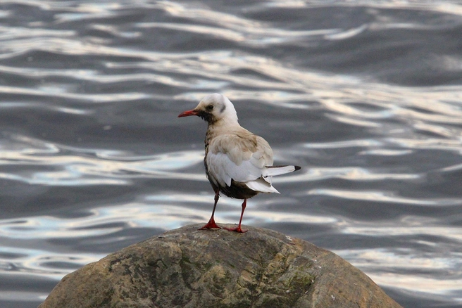 Источник: Максим Беликов / ПТИЦЫ Мурманской области. Наблюдения. Фото. Виды. / vk.com