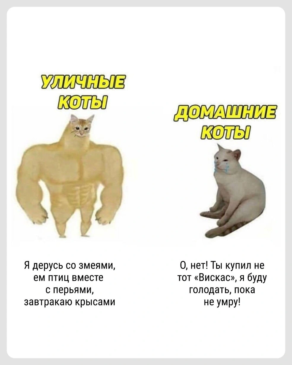 Признавайтесь, чей кот воротил нос от надоевшего корма? | Источник: Городские медиа