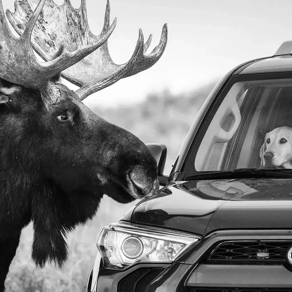 Источник: Wildlife Photographer of the Year