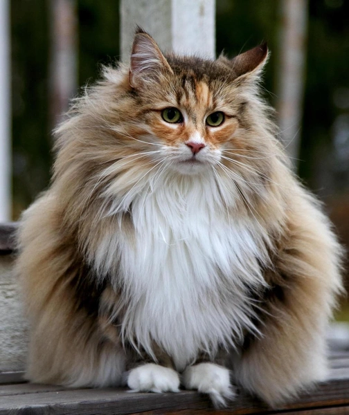  Норвежская лесная кошка | Источник: Shutterstock/Fotodom.ru