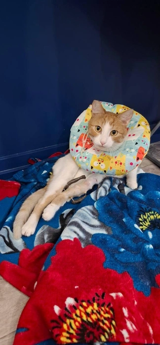 Котик скоро будет готов поехать в новый дом | Источник: «Время котов»