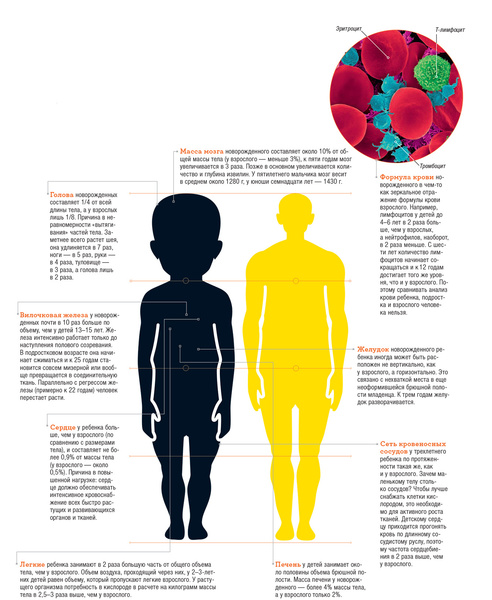 Проблемы роста: 9 впечатляющих анатомических особенностей, которыми дети отличаются от взрослых
