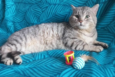 Cat Ran After Passersby for Help in Omsk