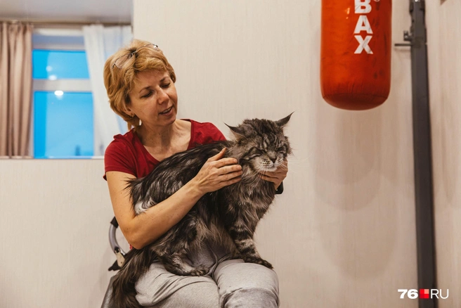 По словам Натальи, в месяц на содержание всех ее котов уходит около 40 тысяч рублей | Источник: Артем Бауман / 76.RU