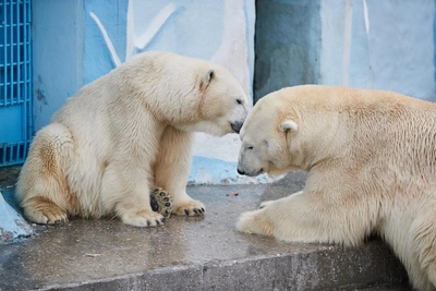 В Новосибирском зоопарке стартует декада пожилого человека
