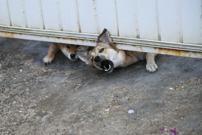 Saratov Announces Tender for Stray Animal Management