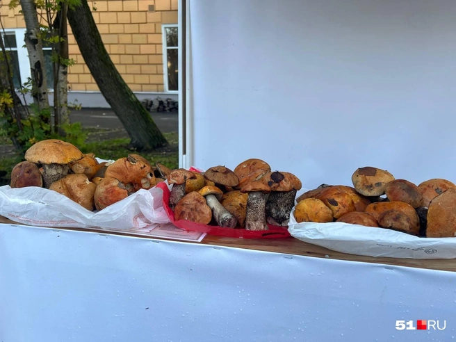 В Мурманске на Воровского открыли «грибные ряды» | Источник: Александра Балаба