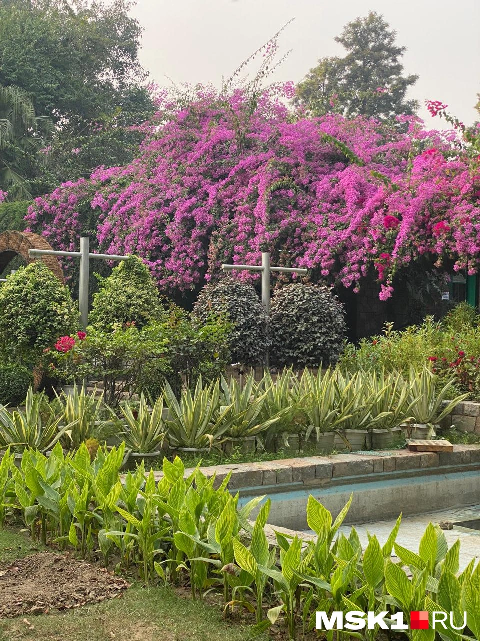 Цветущие сады Индии | Источник: Лада Михайлович