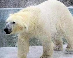 Белый медведь Седов покинет Красноярск ради продолжения рода | ngs24.ru