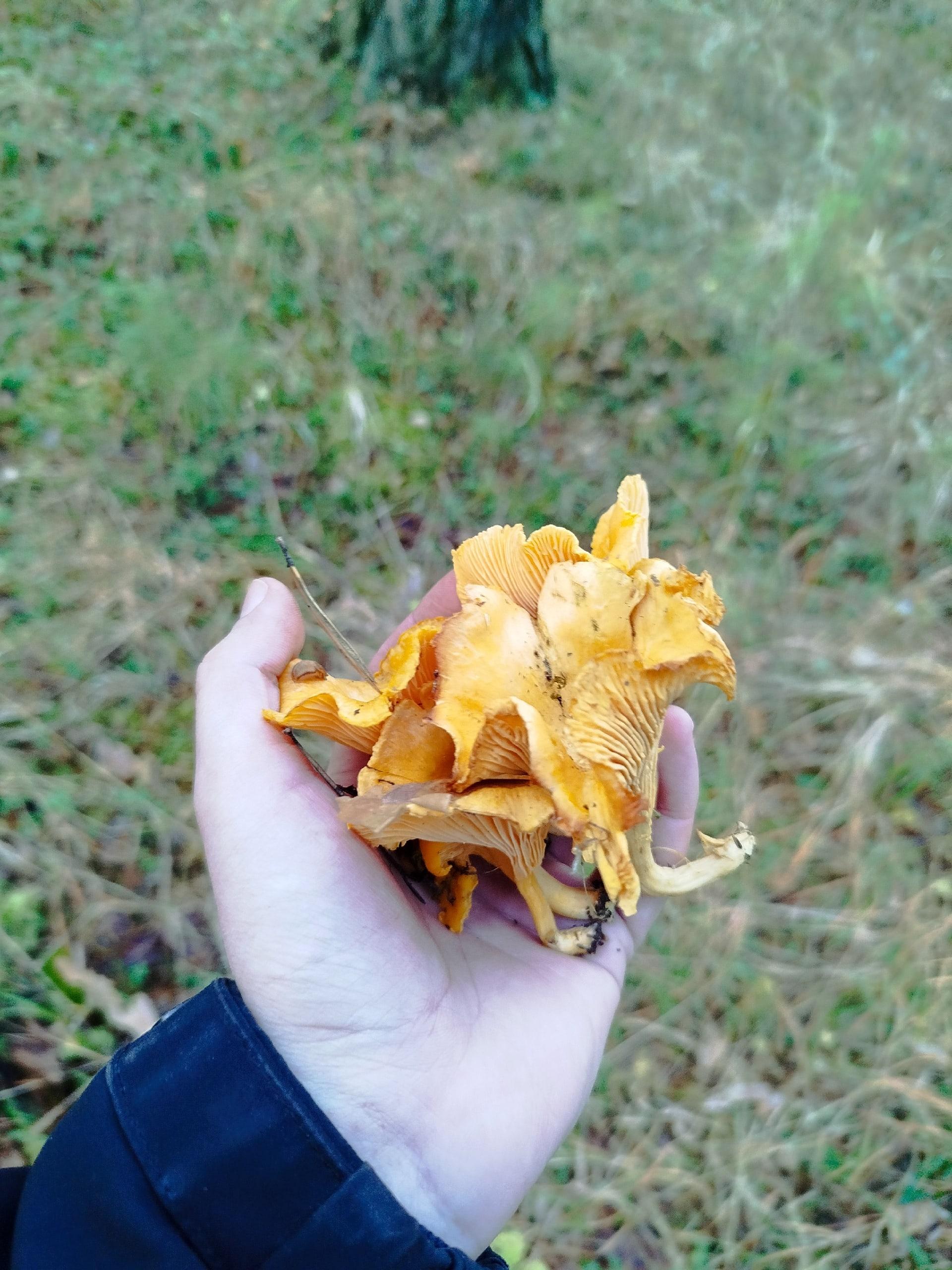 Сезон пока не закрыт! Какие грибы еще можно собрать в свердловских лесах