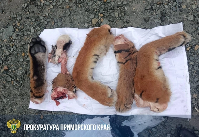 Источник: прокуратура Приморья