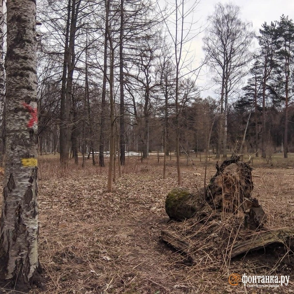 В Удельном парке заметили рубку деревьев. В порубочных билетах — 171 дерево | Источник: читатель «Фонтанки»