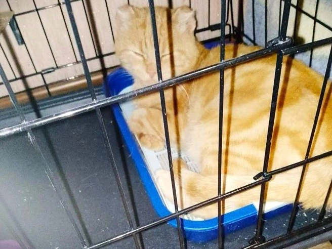 Питомец проверен на вирусы и вакцинирован | Источник: предоставила Марина